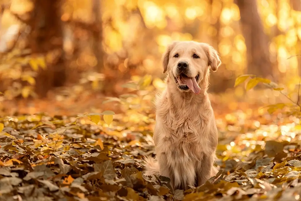 A képen egy golden retriever látható
